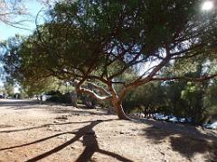 183 HYERES ET SES PALMIERS D15_000022